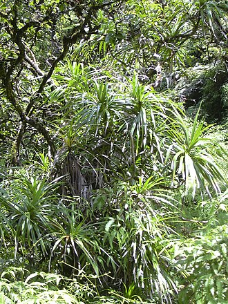 'ie'ie: Freycinetia arborea (habit). Location: Maui, Kopiliula