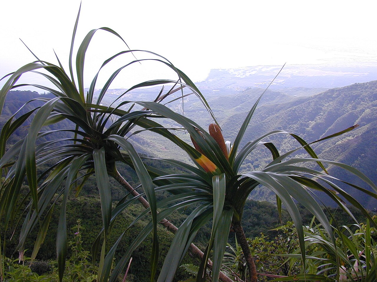 'ie'ie: Freycinetia arborea (fruits). Location: Maui, Waihee Ridge Trail