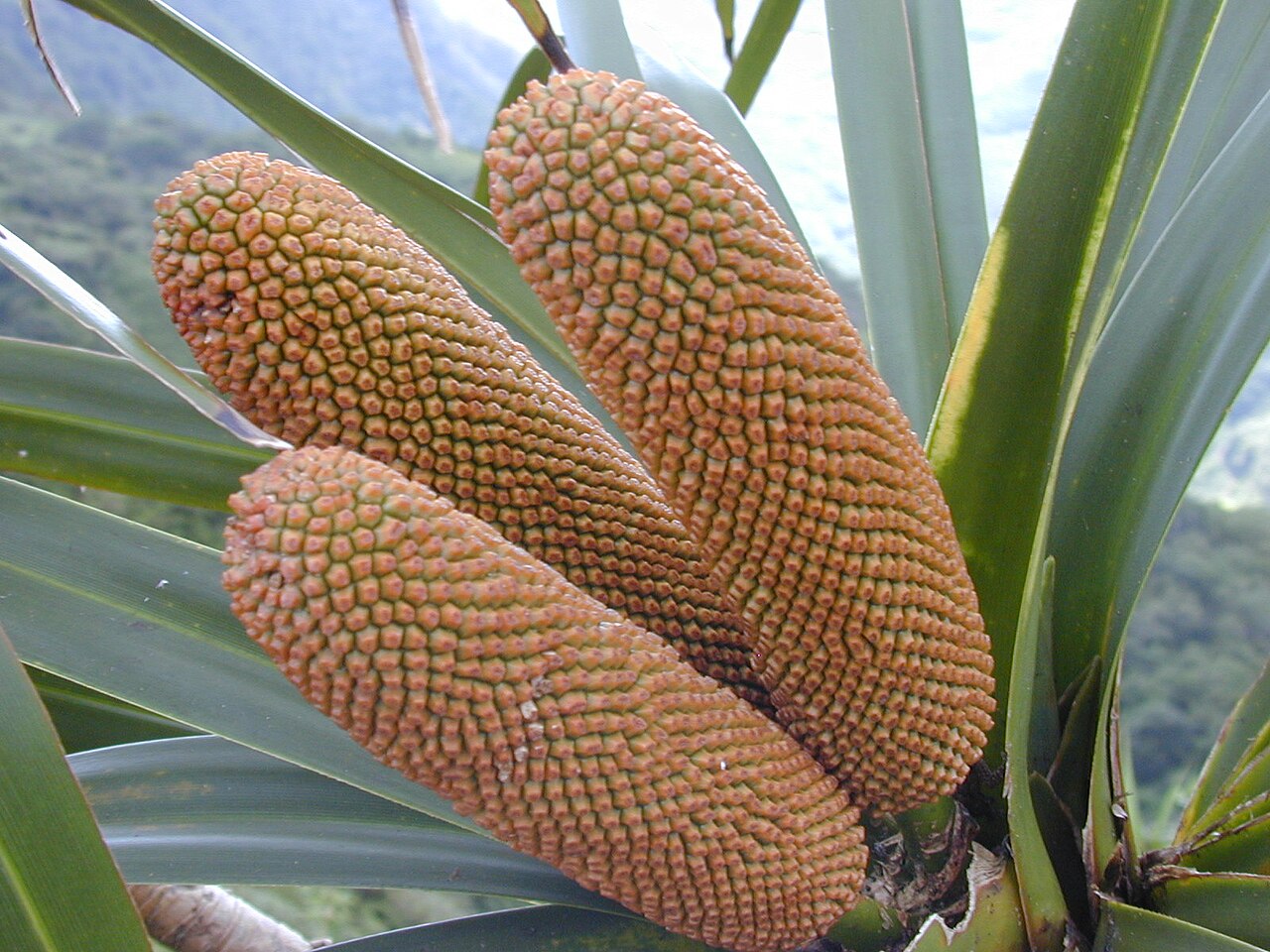 'ie'ie: Freycinetia arborea (fruits). Location: Maui, Waihee Ridge Trail