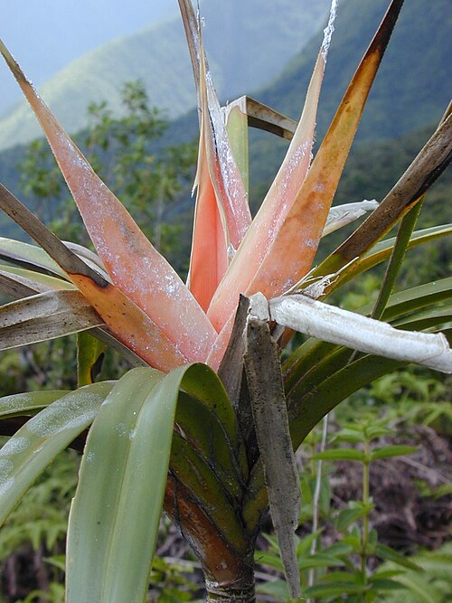 'ie'ie: Freycinetia arborea (flower). Location: Maui, Waihee Ridge Trail