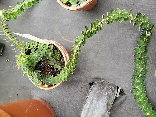 Freycinetia elegantula: The image features the scrambling habit of a vine in the genus Freycinetia, F. elegantula.