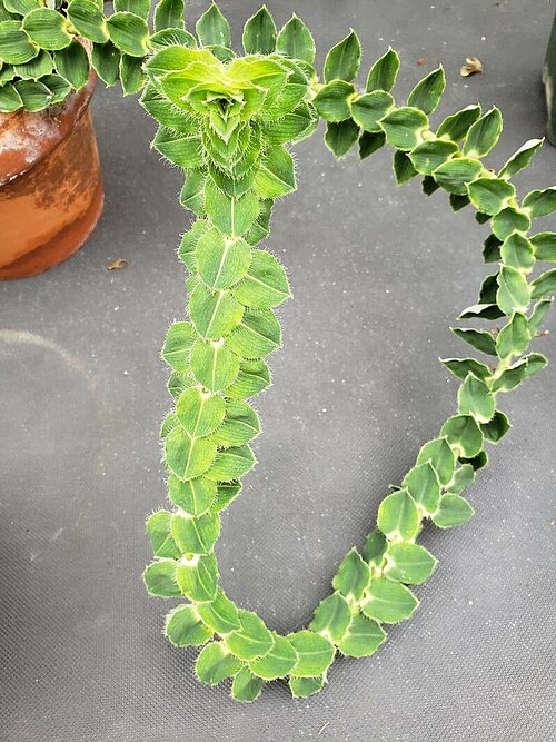 Freycinetia elegantula: The image features leaves on a branch of Freycinetia elegantula.