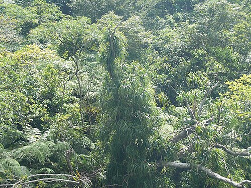Freycinetia formosana: Freycinetia formosana (Pandanaceae). Iriomote Island, Okinawa prefecture, Japan. Japanese name: Turuadan :ツルアダン Date;2009-08-10 Author;Keisotyo