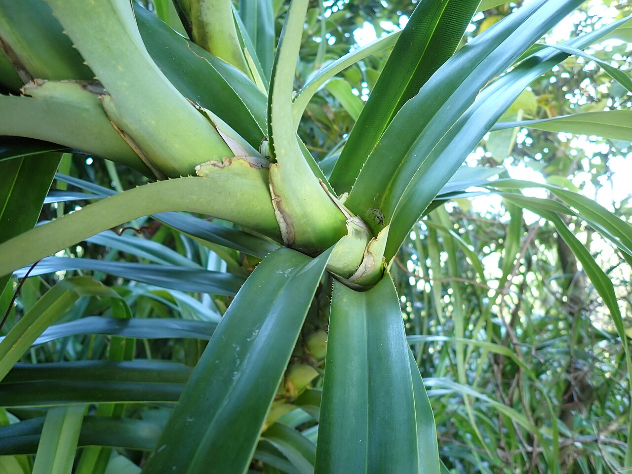 Freycinetia formosana: ツルアダンの葉縁の棘は基部に近いほど多い(2025年11月 沖縄県石垣市 バンナ公園)