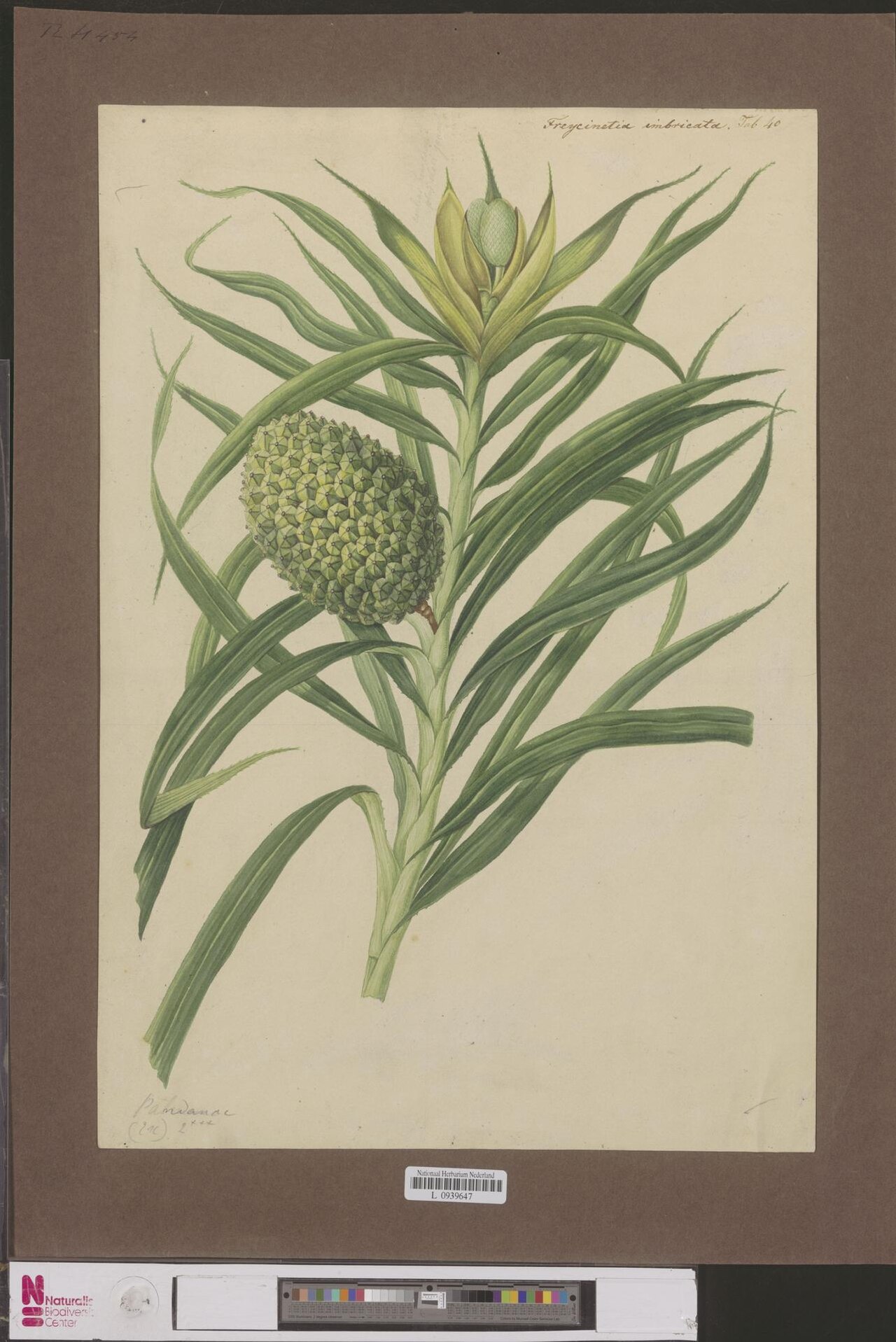 Freycinetia imbricata: Freycinetia imbricata