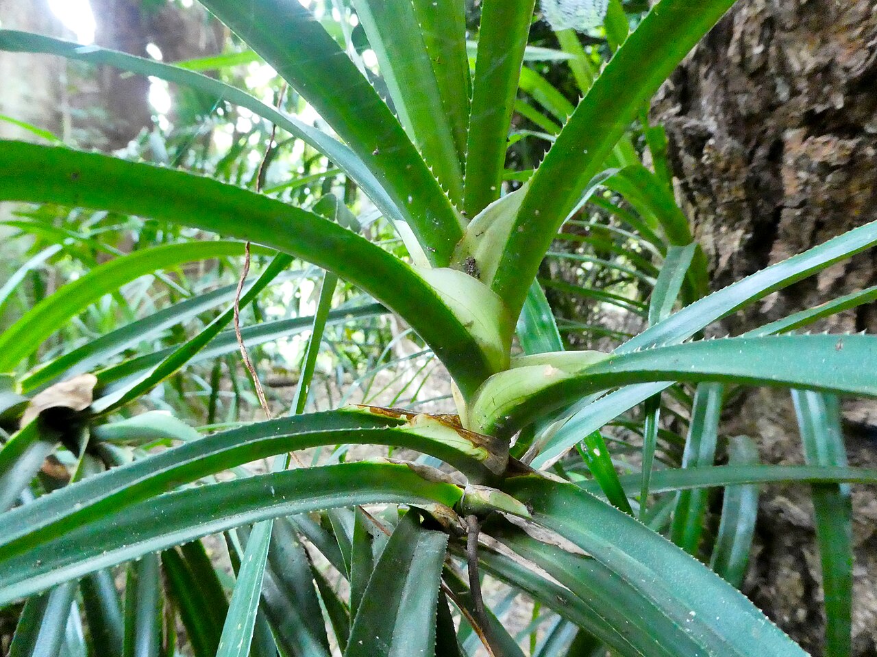 Giant climbing pandan: Freycinetia marginata, leaf bases with ligules