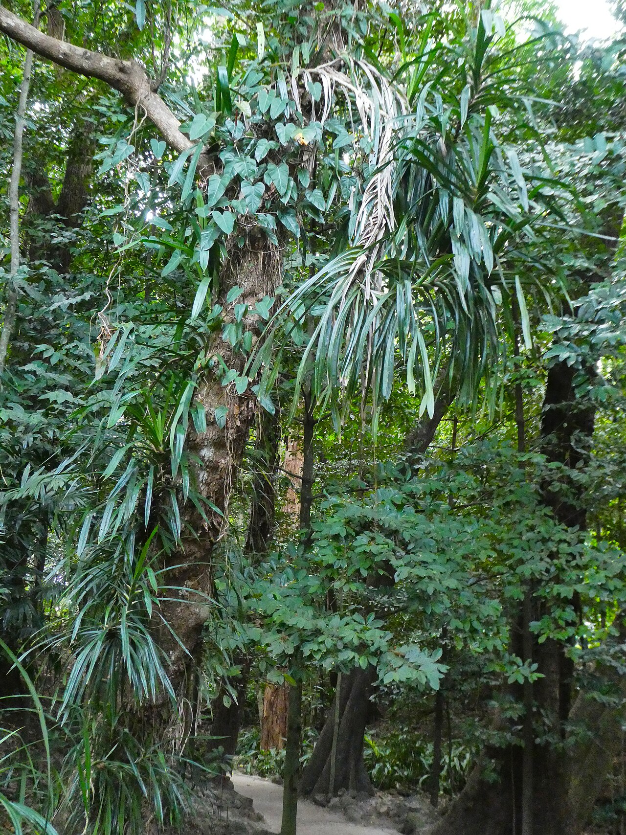 Giant climbing pandan: Freycinetia marginata