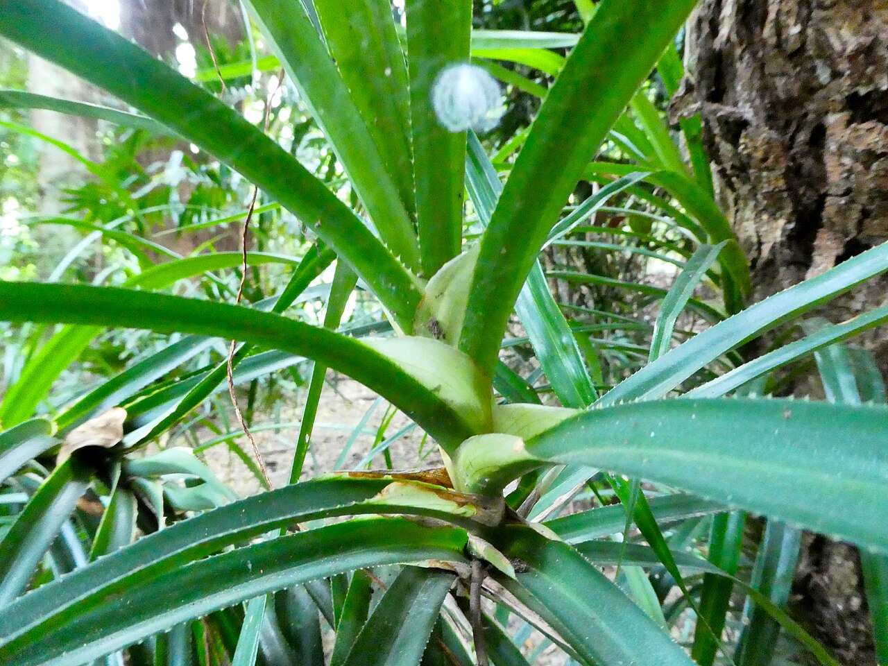 Giant climbing pandan: Freycinetia marginata, leaf bases with ligules