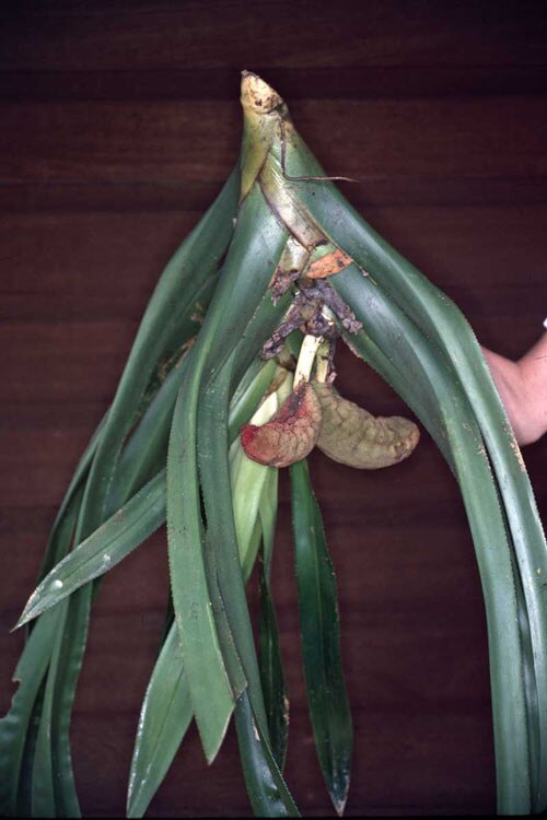 Giant climbing pandan: Fruit of Freycinetia marginata