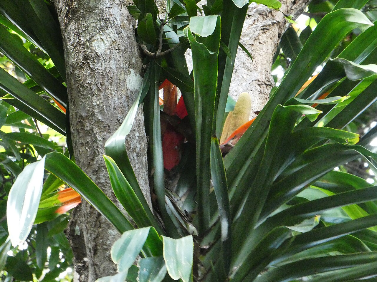 Giant climbing pandan: Freycinetia marginata flower - Cairns Botanic Gardens