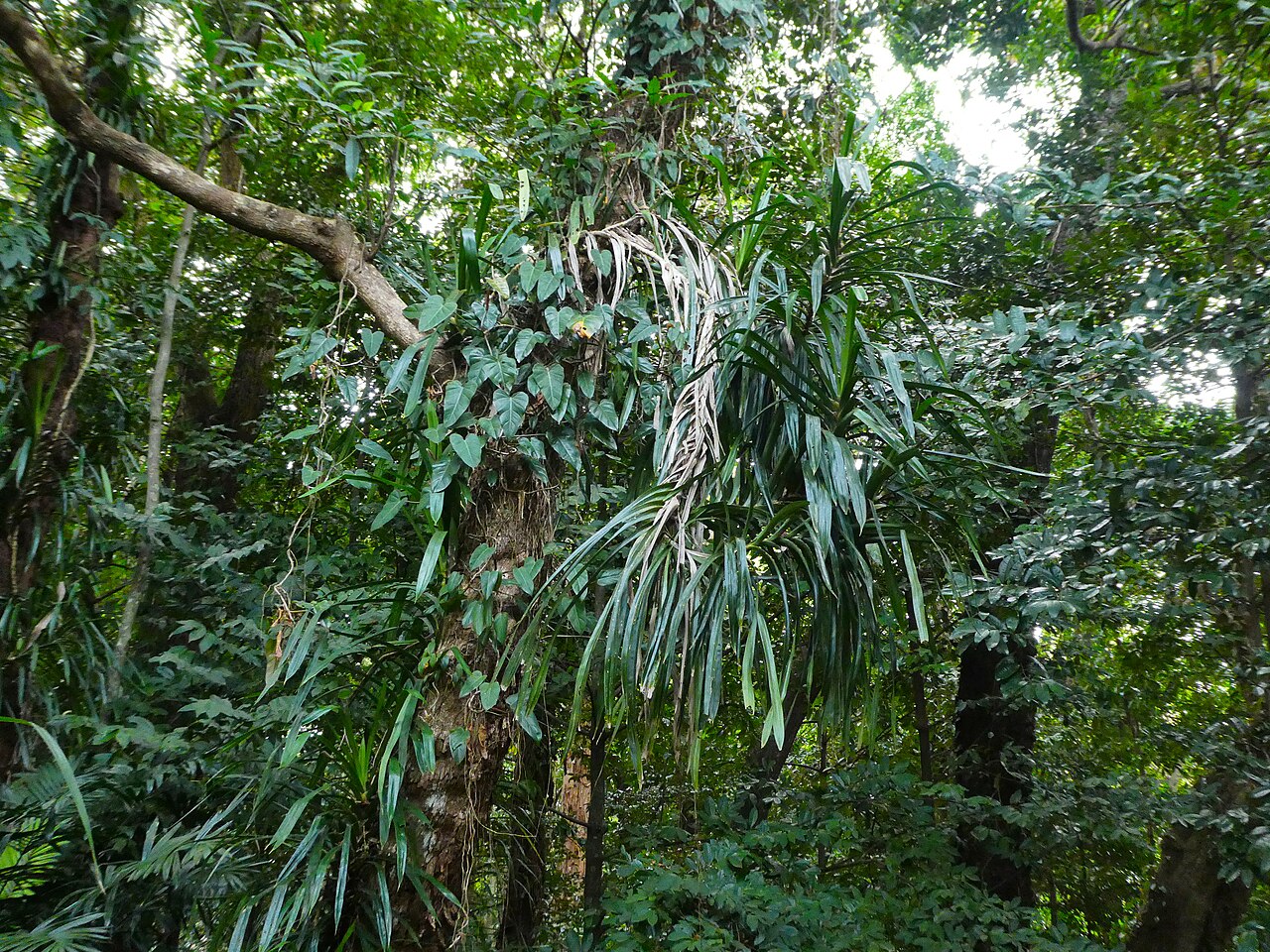 Giant climbing pandan: Freycinetia marginata