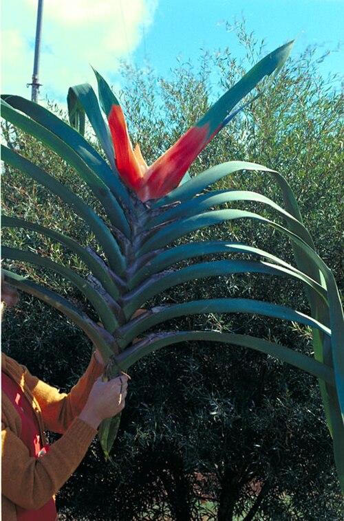 Giant climbing pandan: Freycinetia marginata