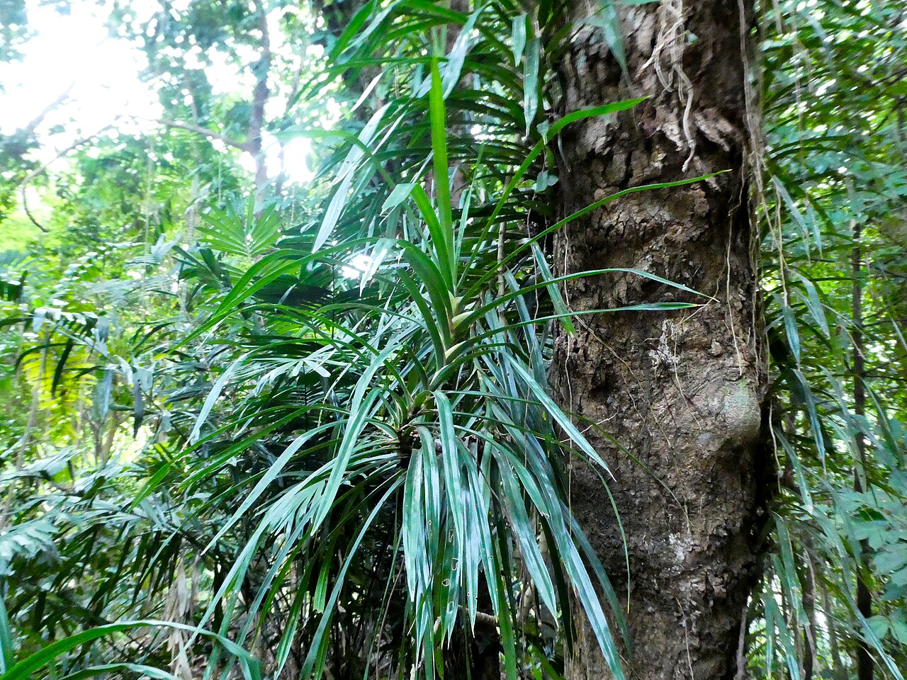 Giant climbing pandan: Freycinetia marginata