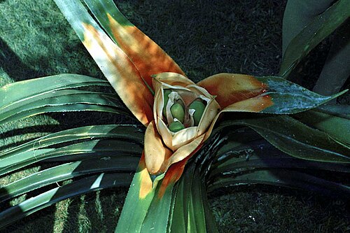 Giant climbing pandan: Flowers of Freycinetia marginata