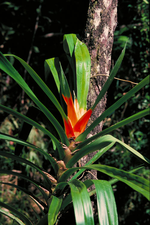 Giant climbing pandan: The climbing pandan, Freycinetia marginata