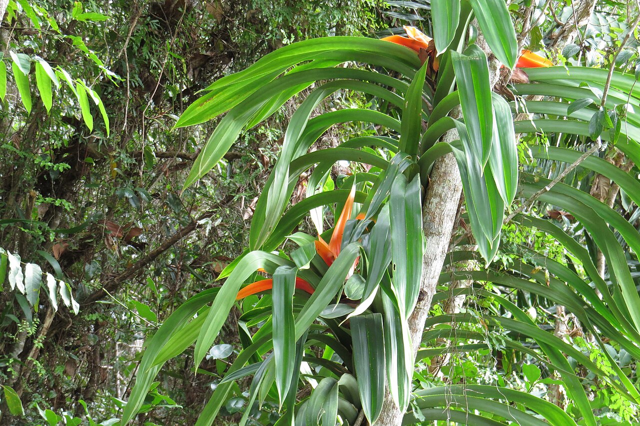 Giant climbing pandan: Freycinetia marginata