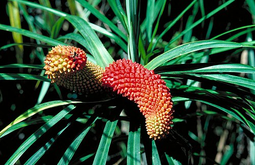 Climbing pandan: Freycinetia percostata ripening fruit