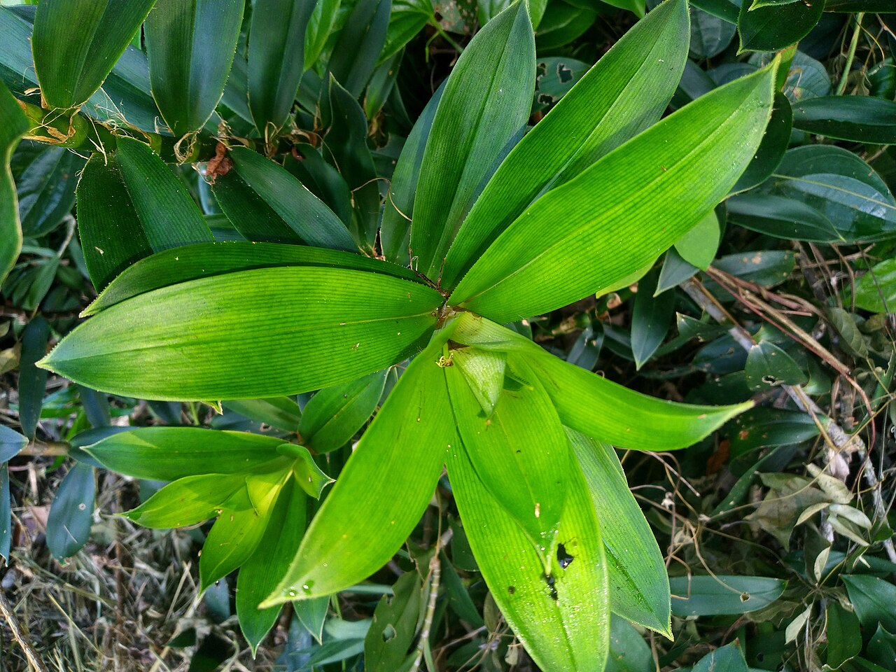 Climbing pandan: Foliage of the climbing pandan, Freycinetia scandens , in Cairns , Queensland