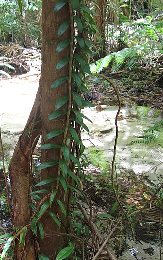 Climbing pandan: Climbing Plant; Freycinetia scandens, beside Wanggoolba Creek, Fraser Island. Queensland, Australia