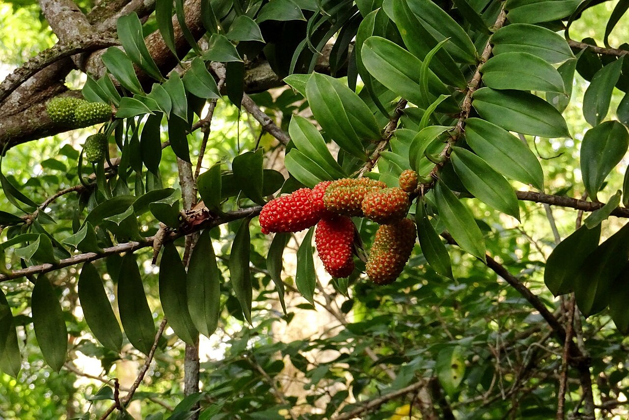 Climbing pandan: Red raspberry alike fruit, but much larger. This large climber has attracted my attention because it looks like from another era, and a dinosaur should be nearb