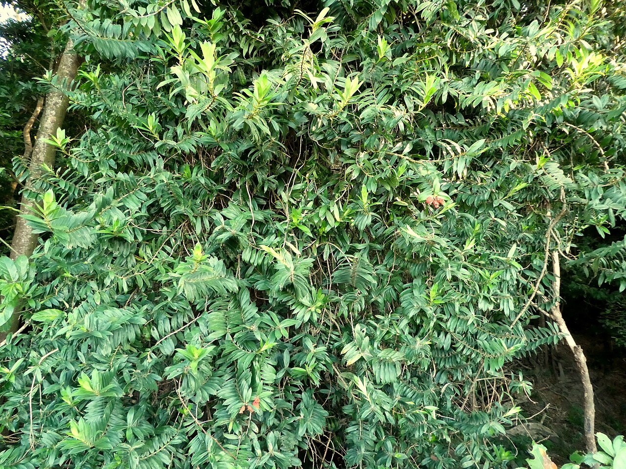 Climbing pandan: Foliage of the climbing pandan, Freycinetia scandens , in Cairns , Queensland