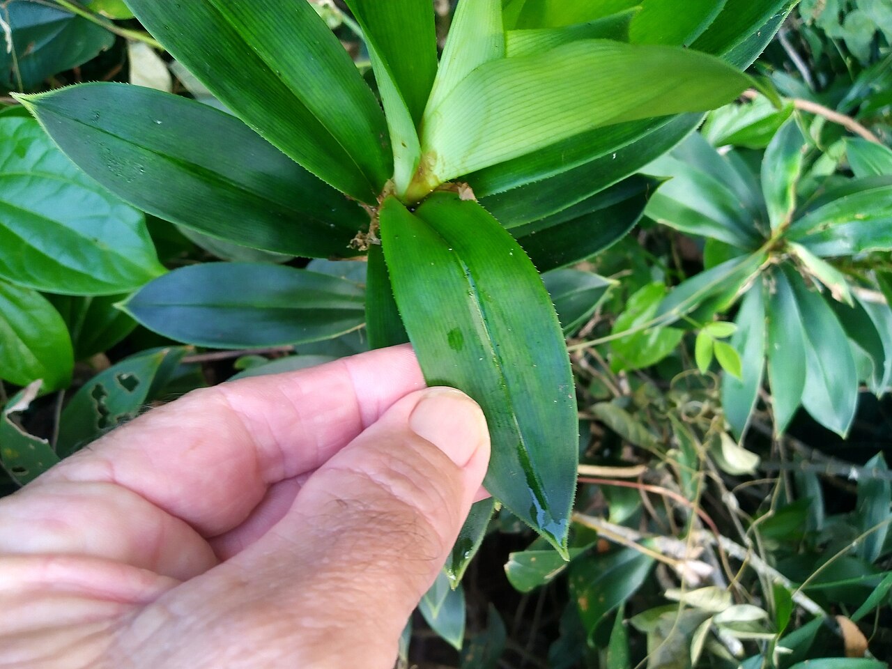 Climbing pandan: Foliage of the climbing pandan, Freycinetia scandens , in Cairns , Queensland
