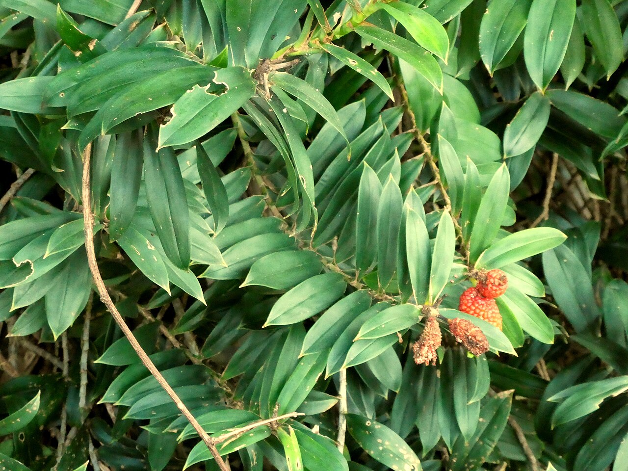 Climbing pandan: Ripe fruit of the climbing pandan, Freycinetia scandens , in Cairns , Queensland