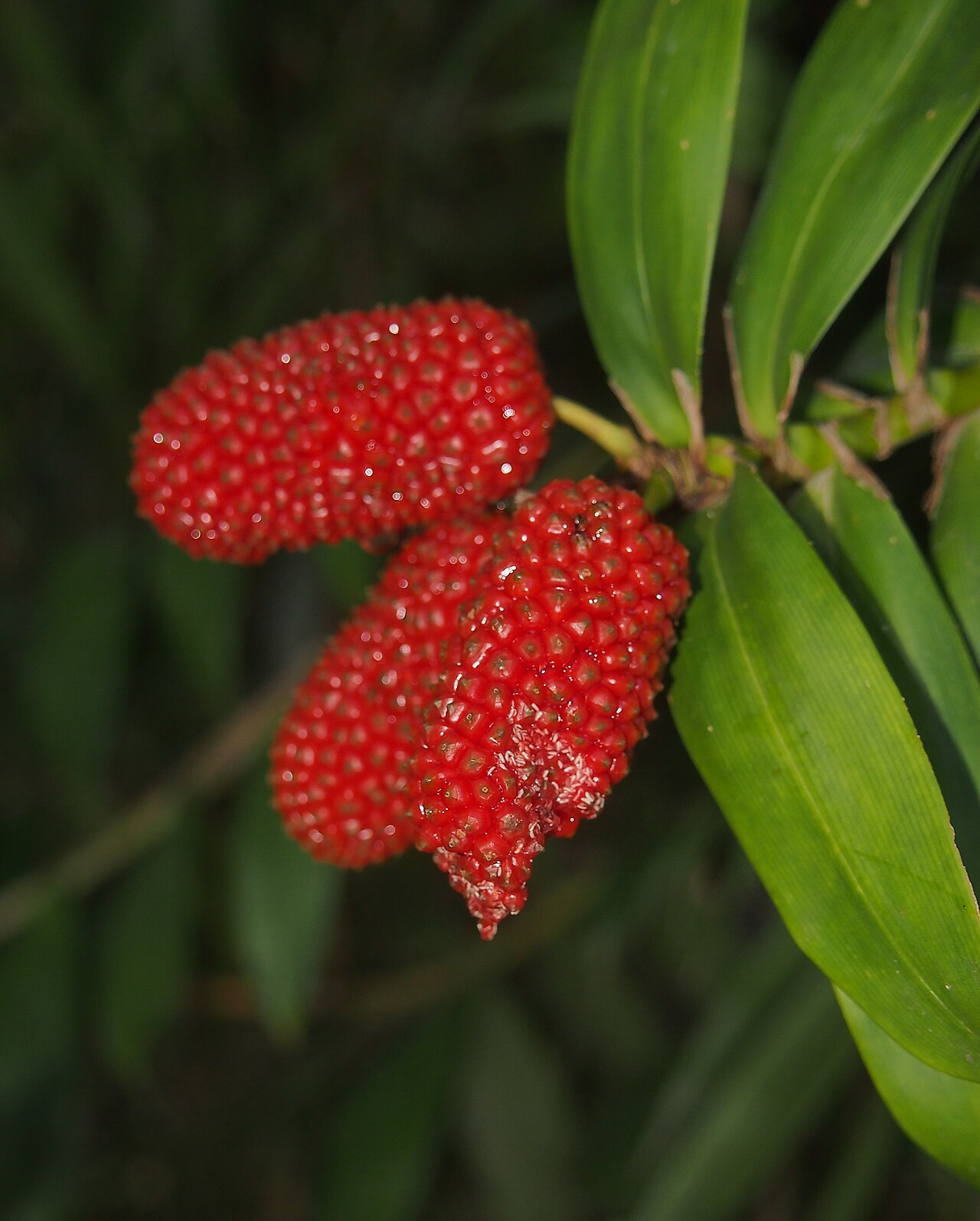 Climbing pandan: Freycinetia scandens fruit