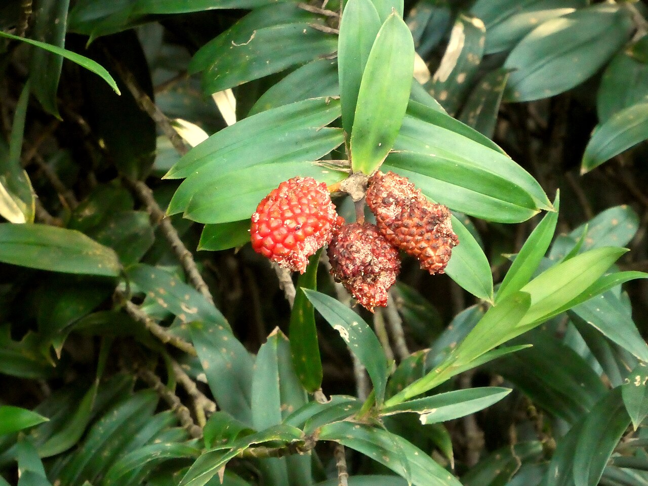 Climbing pandan: Ripe fruit of the climbing pandan, Freycinetia scandens , in Cairns , Queensland