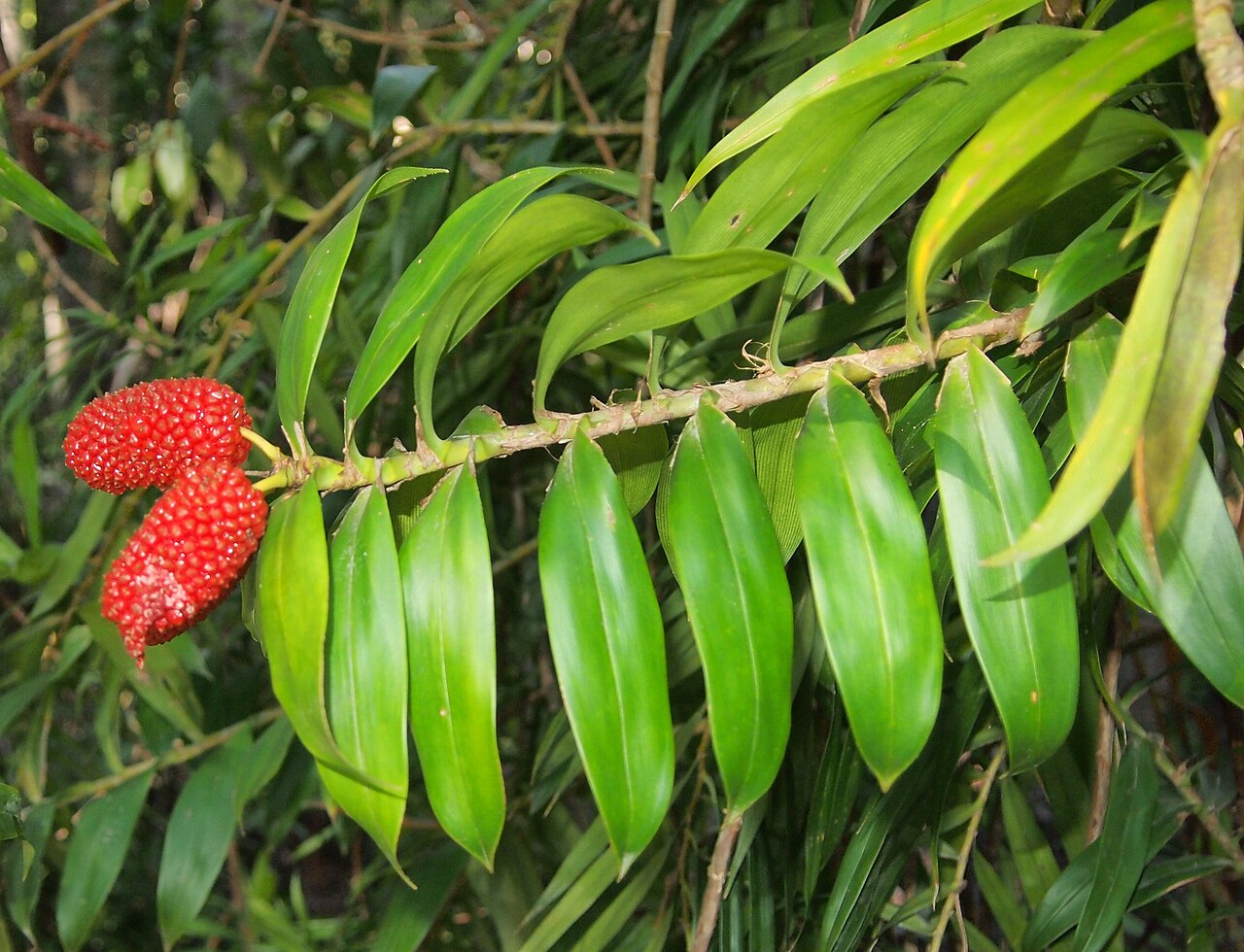 Climbing pandan: Freycinetia scandens fruit and foliage