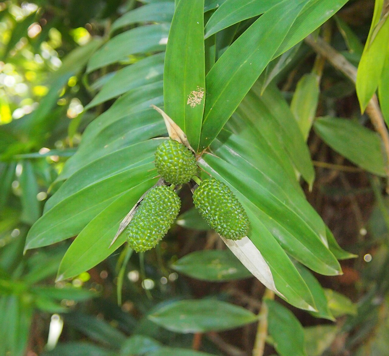 Climbing pandan: Freycinetia scandens immature fruits