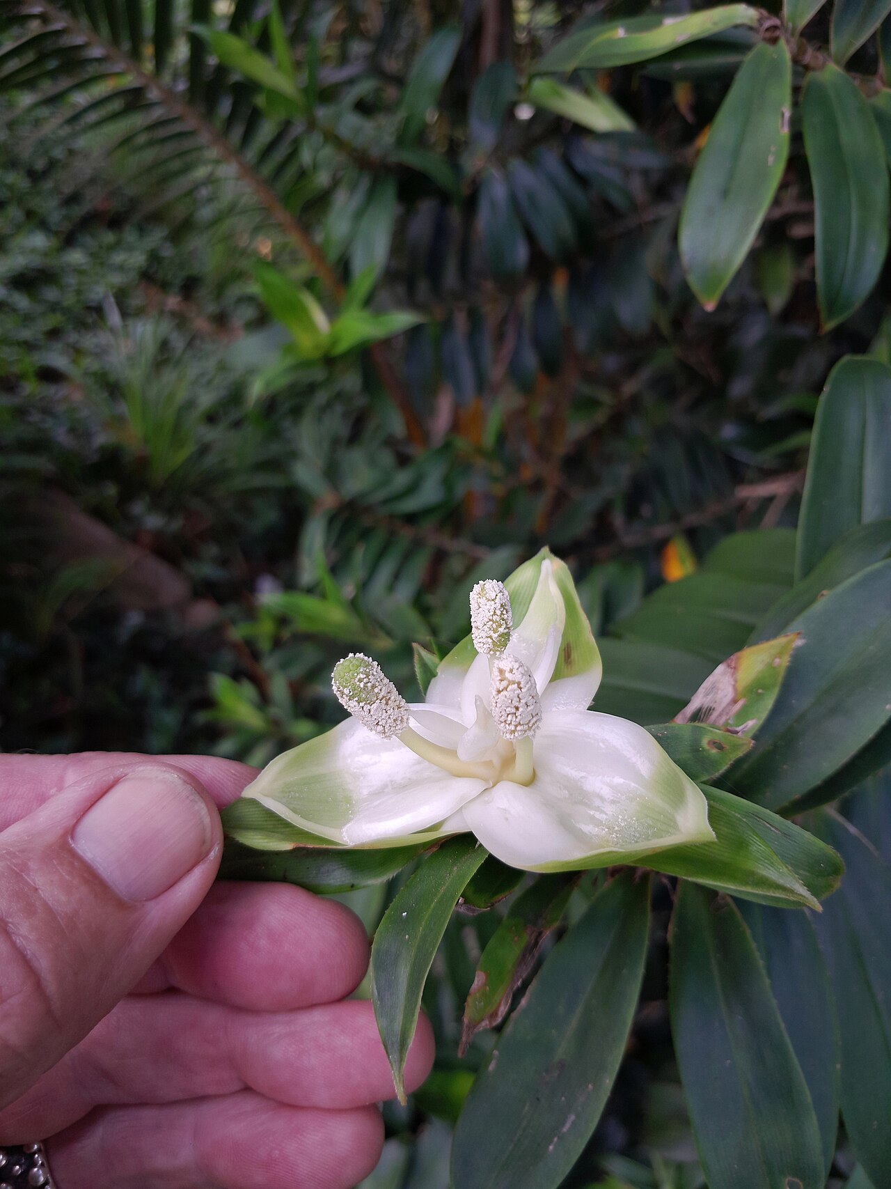 Climbing pandan: Flower of the climbing pandan, Freycinetia scandens , in Cairns , Queensland