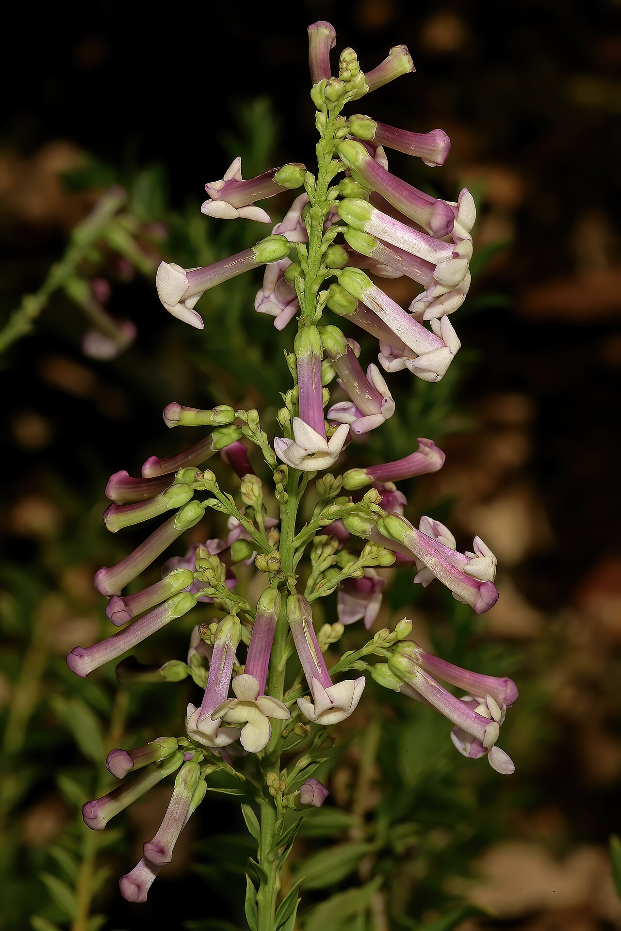 Eastern honey-bells: Freylinia densiflora , flowers; Manie van der Schijff Botanical Garden, University of Pretoria, Pretoria, Gauteng, South Africa