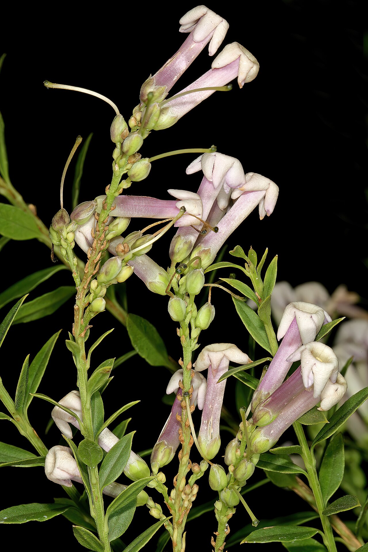 Eastern honey-bells: Freylinia densiflora , flowers; Manie van der Schijff Botanical Garden, University of Pretoria, Pretoria, Gauteng, South Africa