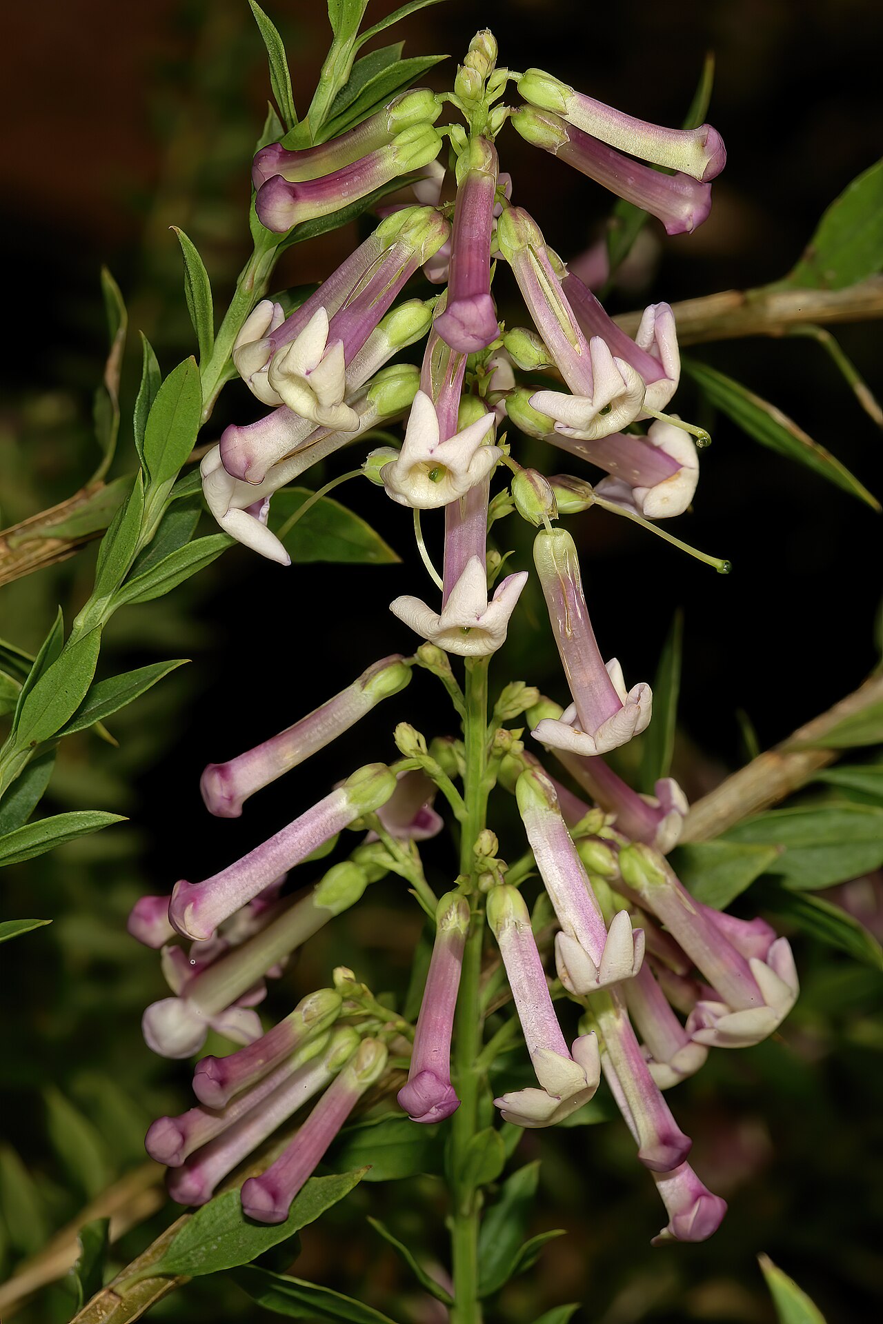 Eastern honey-bells: Freylinia densiflora , flowers; Manie van der Schijff Botanical Garden, University of Pretoria, Pretoria, Gauteng, South Africa