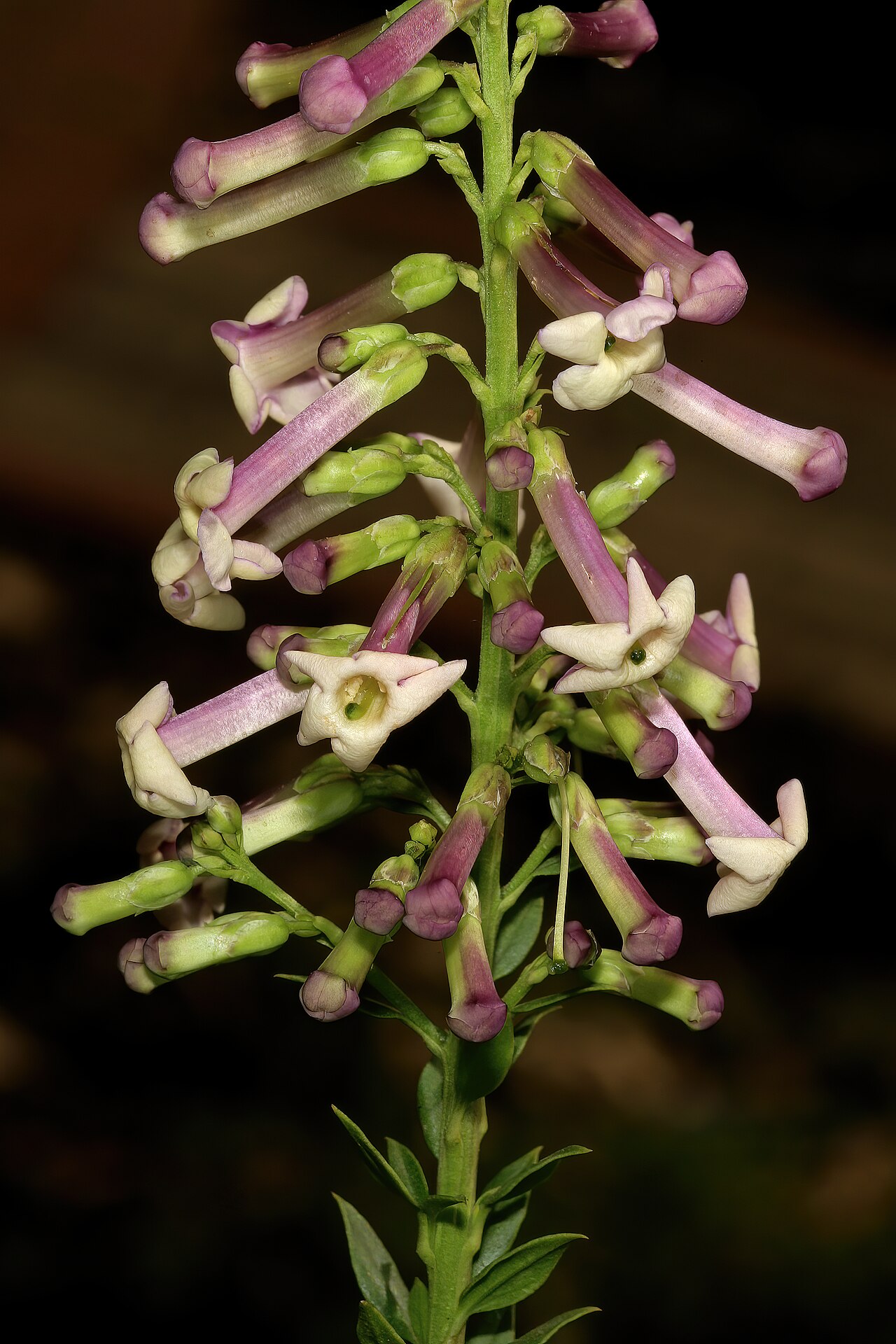Eastern honey-bells: Freylinia densiflora , flowers; Manie van der Schijff Botanical Garden, University of Pretoria, Pretoria, Gauteng, South Africa