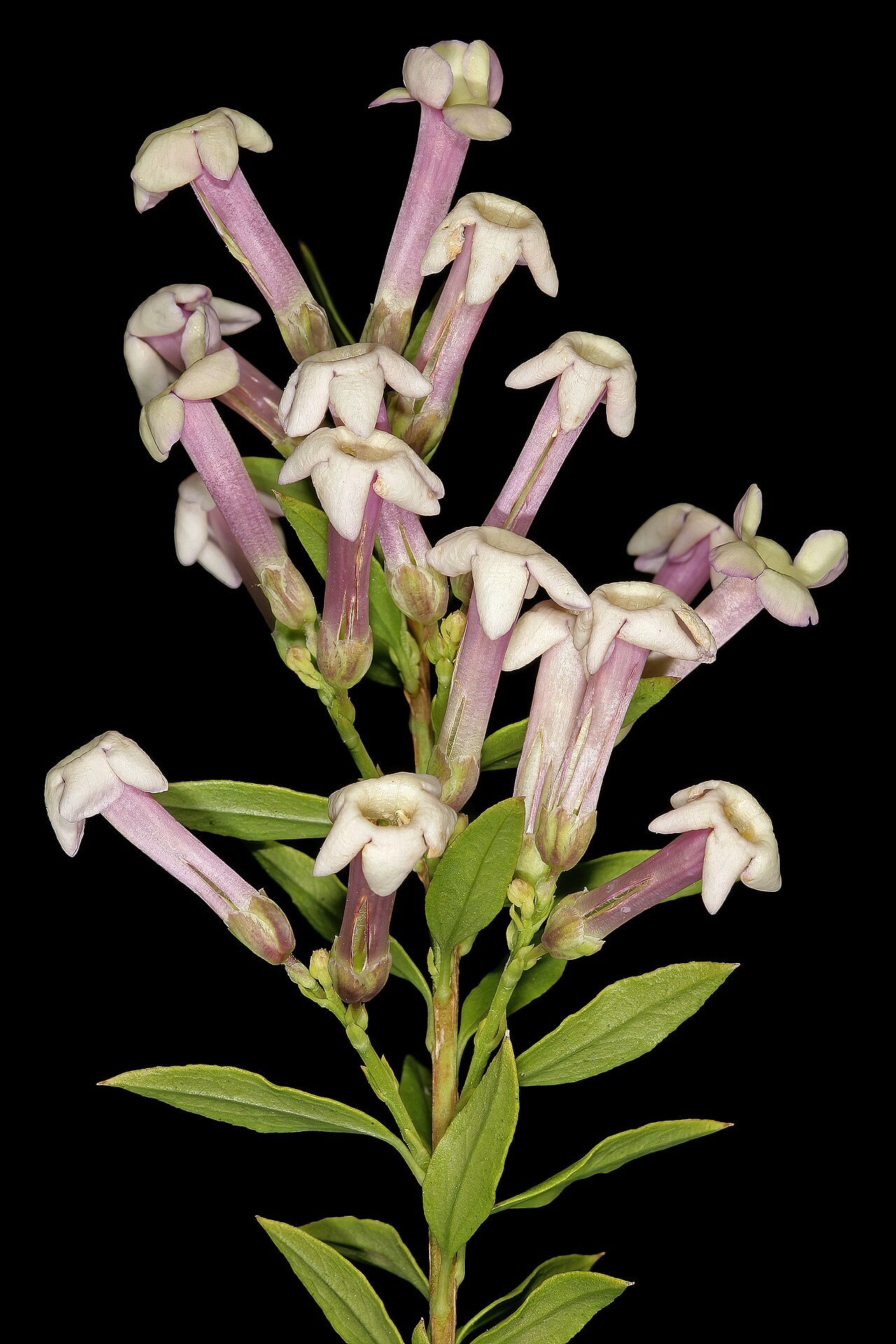 Eastern honey-bells: Freylinia densiflora , flowers; Manie van der Schijff Botanical Garden, University of Pretoria, Pretoria, Gauteng, South Africa