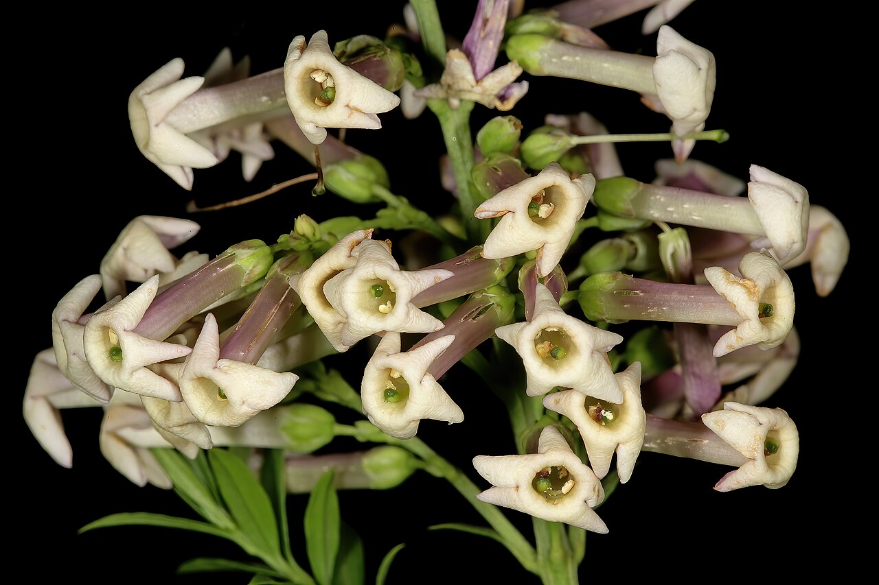 Eastern honey-bells: Freylinia densiflora , flowers; Manie van der Schijff Botanical Garden, University of Pretoria, Pretoria, Gauteng, South Africa