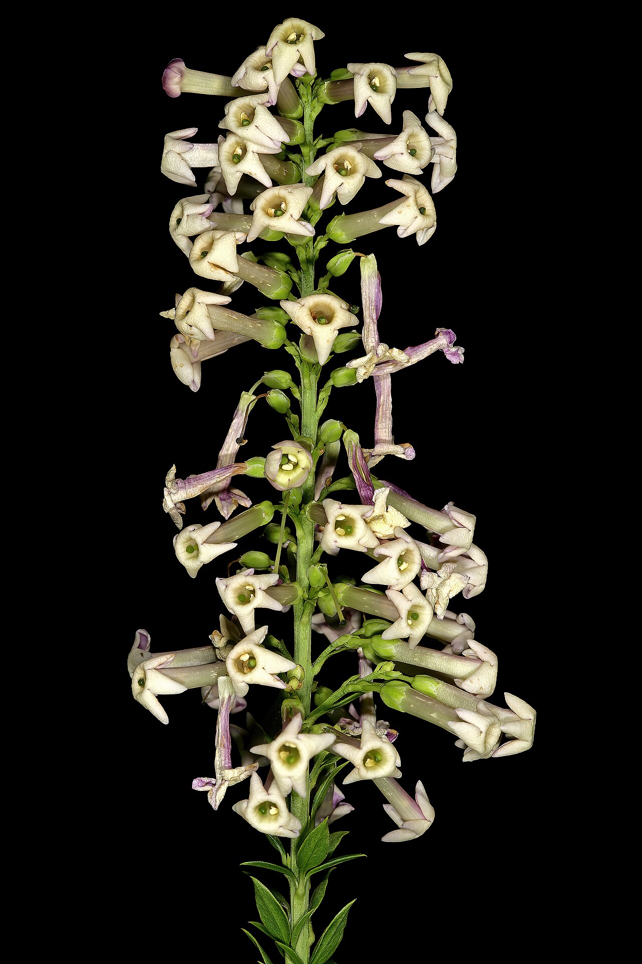Eastern honey-bells: Freylinia densiflora , flowers; Manie van der Schijff Botanical Garden, University of Pretoria, Pretoria, Gauteng, South Africa