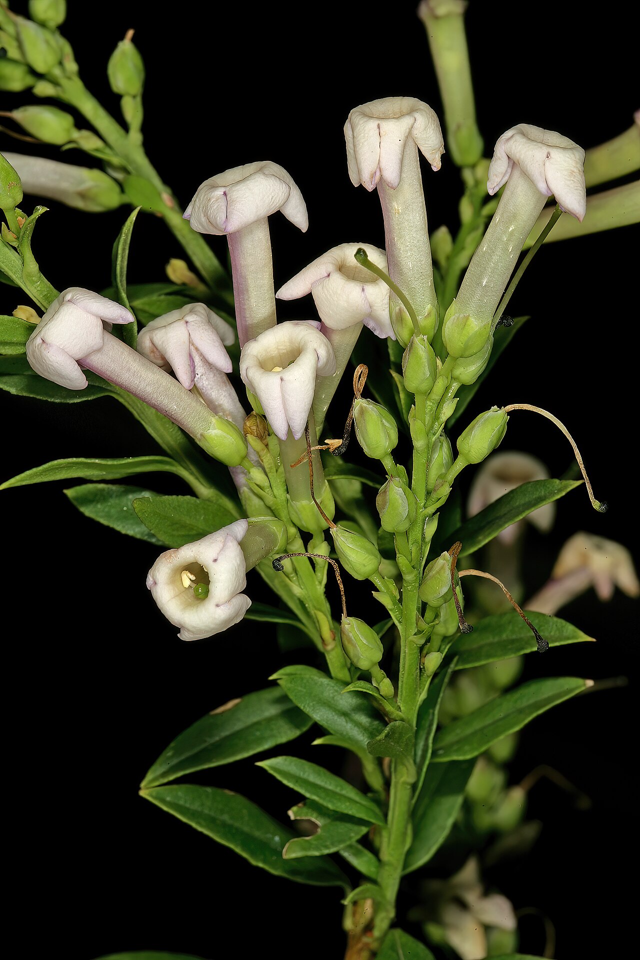 Eastern honey-bells: Freylinia densiflora , flowers; Manie van der Schijff Botanical Garden, University of Pretoria, Pretoria, Gauteng, South Africa