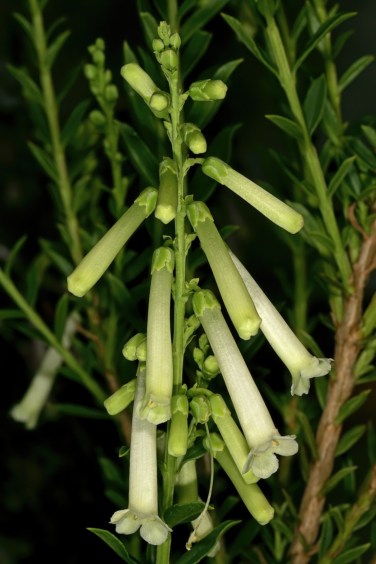 Bot river honeybells: Freylinia helmei , flowers; Kirstenbosch National Botanical Garden, Cape Town, Western Cape, South Africa