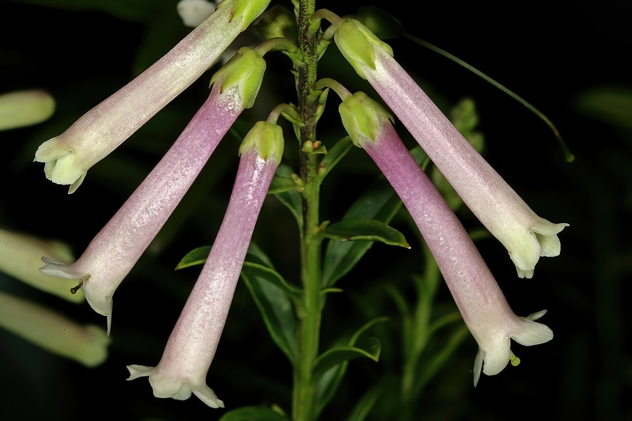 Bot river honeybells: Freylinia helmei , flowers; Kirstenbosch National Botanical Garden, Cape Town, Western Cape, South Africa