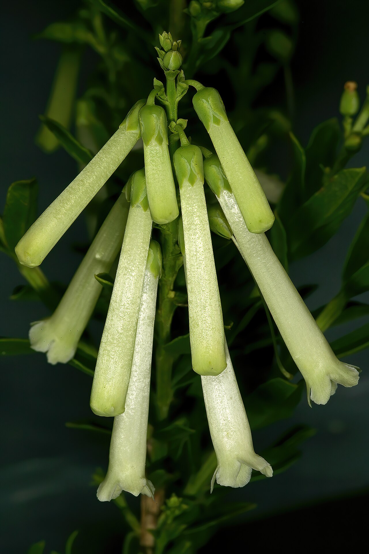 Bot river honeybells: Freylinia helmei , flowers; Kirstenbosch National Botanical Garden, Cape Town, Western Cape, South Africa