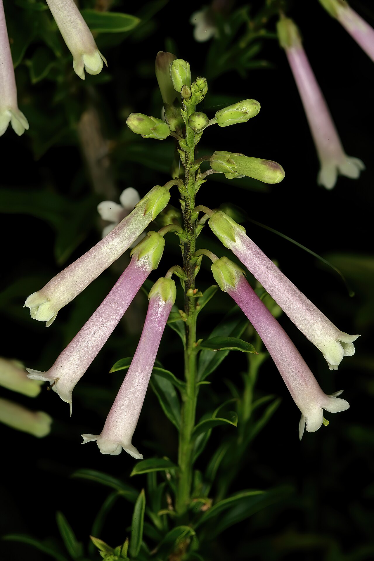 Bot river honeybells: Freylinia helmei , flowers; Kirstenbosch National Botanical Garden, Cape Town, Western Cape, South Africa