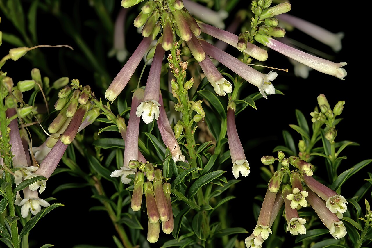 Bot river honeybells: Freylinia helmei , flowers; Kirstenbosch National Botanical Garden, Cape Town, Western Cape, South Africa