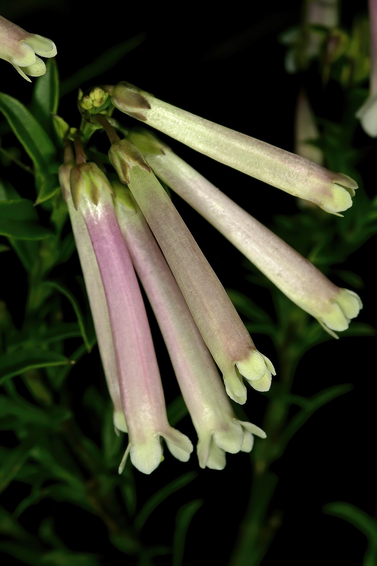 Bot river honeybells: Freylinia helmei , flowers; Kirstenbosch National Botanical Garden, Cape Town, Western Cape, South Africa