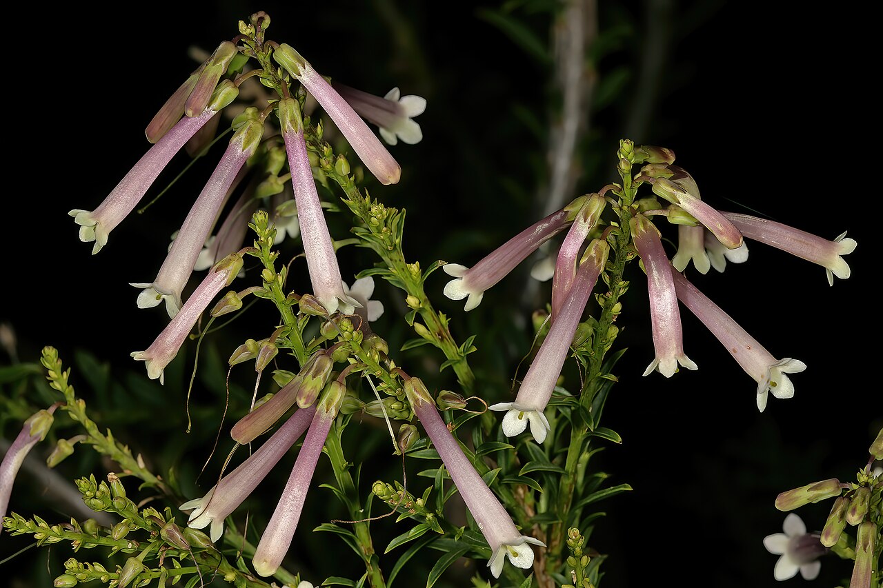 Bot river honeybells: Freylinia helmei , flowers; Kirstenbosch National Botanical Garden, Cape Town, Western Cape, South Africa