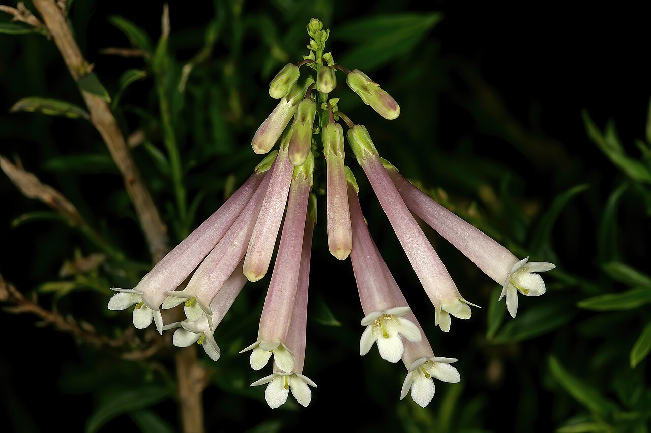 Bot river honeybells: Freylinia helmei , flowers; Kirstenbosch National Botanical Garden, Cape Town, Western Cape, South Africa