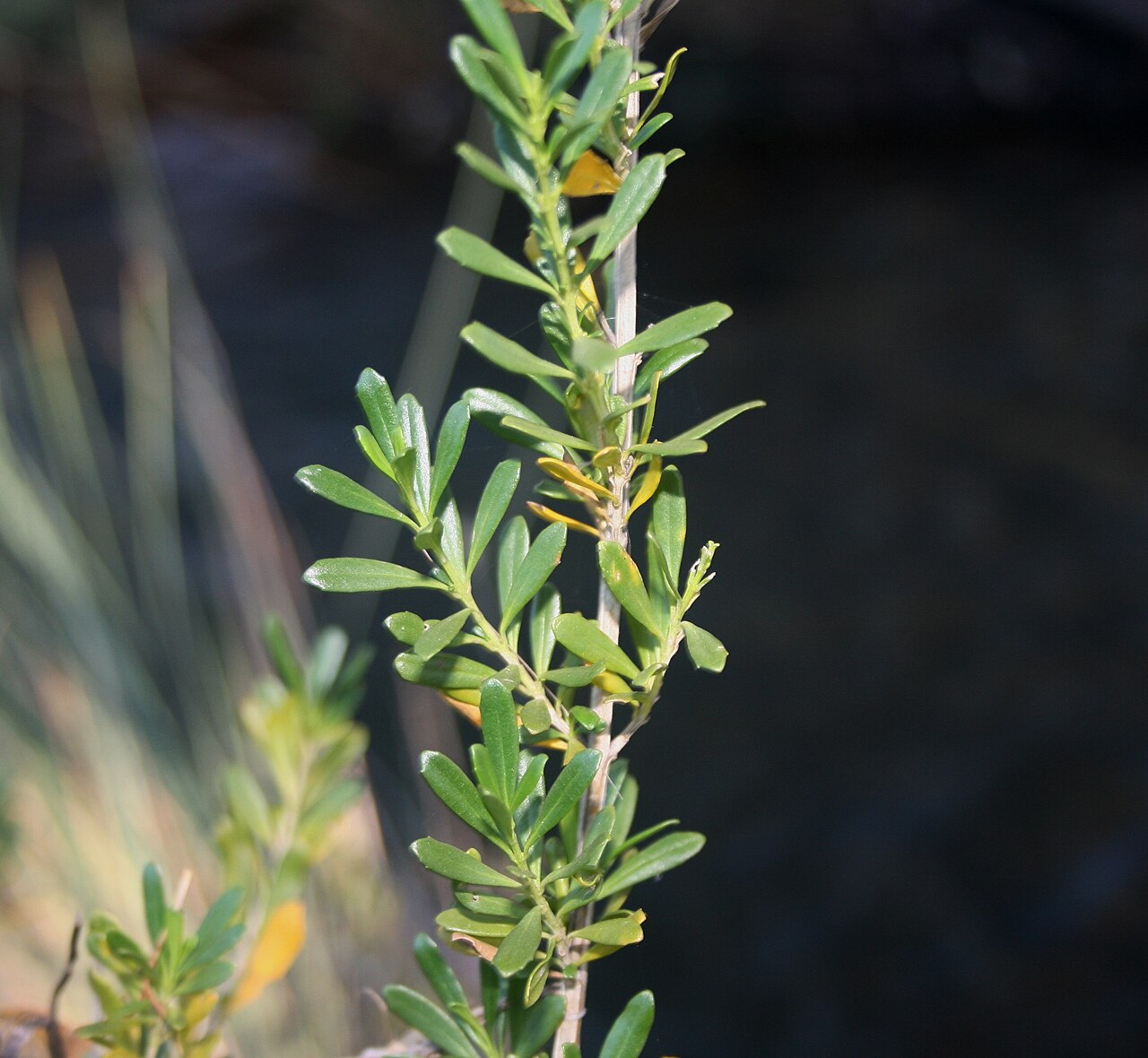Blue honeybells: Foliage of Freylinia tropica growing near Palala River bank at Waterberg Natuurpraal, Waterberg, Limpopo