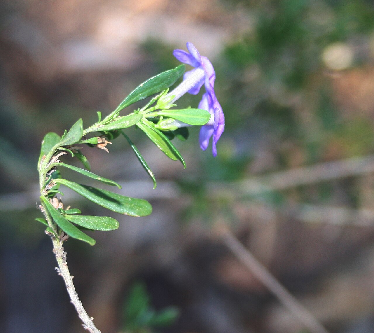 Blue honeybells: Foliage and flowers of Freylinia tropica growing near Palala River bank at Waterberg Natuurpraal, Waterberg, Limpopo